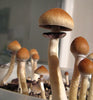 What You’ll Need to Grow Mushrooms At Home