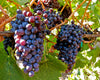 Red Wine Grape Juice - 6 Gallon
