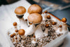 Mushroom Growing Class