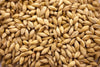 ESB Gambrinus
