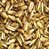 Golden Naked Oats